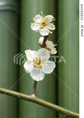 ウメ ウメ 32668449