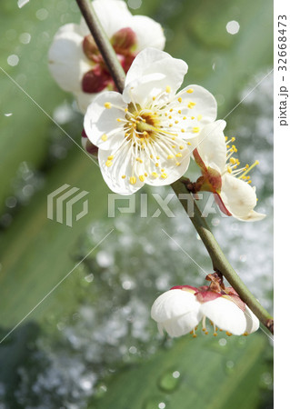 ウメ 32668473