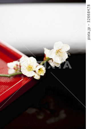 梅の花 梅の花 32668478
