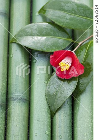 ツバキ ツバキ 32668514