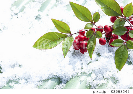 南天 南天 32668545