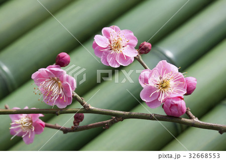 ウメ 32668553