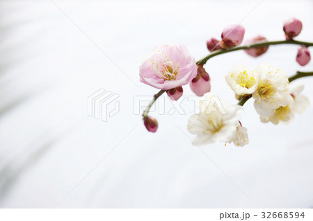 梅の花 32668594
