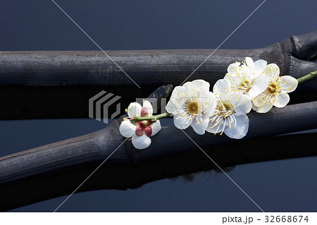 梅の花と竹炭 32668674
