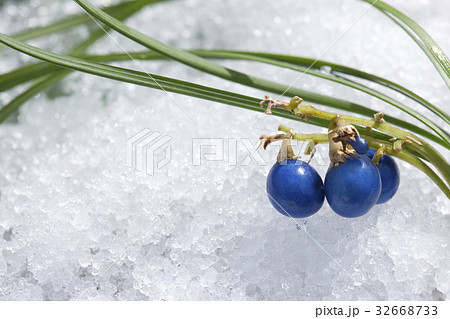 ジャノヒゲの実 32668733