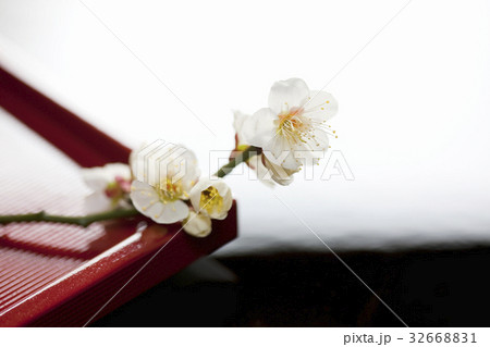 梅の花 32668831