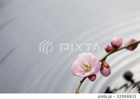 梅の花 32668833