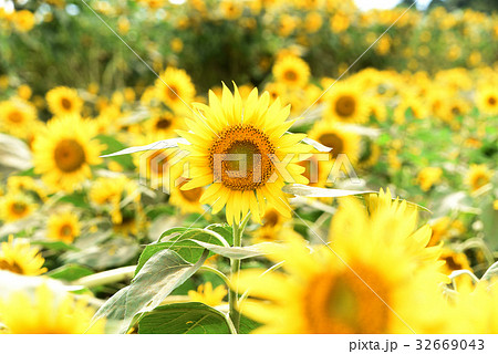 ひまわり 32669043