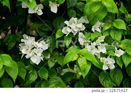 Bougainvillea 32675427