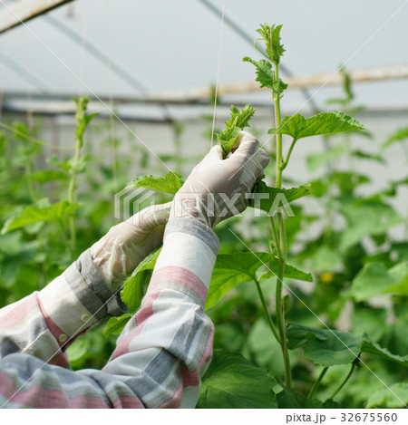 gardener is planting honeydew melon trees 32675560