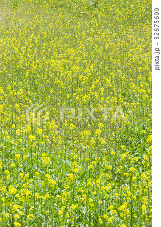 菜の花 菜の花 32675690