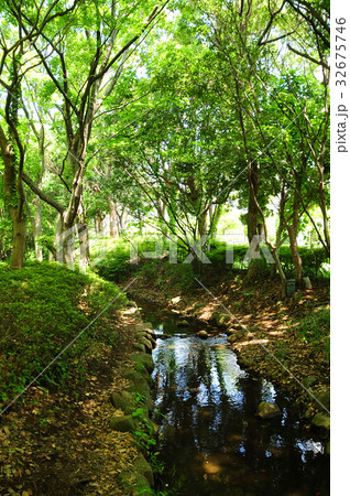 茅ヶ崎中央公園　夏 32675746