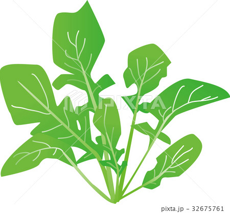 ルッコラのイラスト素材