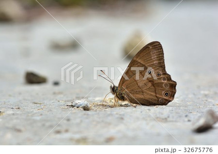 蝶 チョウ 蝴蝶 32675776