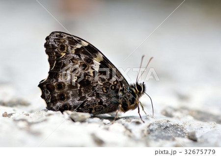 蝶 チョウ 蝴蝶 32675779