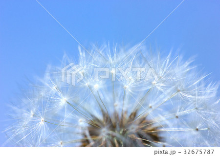 タンポポの綿毛 32675787
