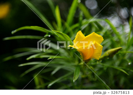 Thevetia peruviana or yellow oleander  32675813