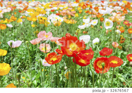 ポピーの花畑 32676567