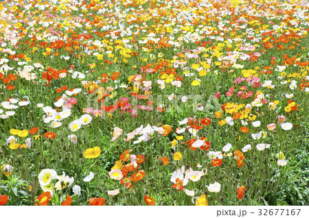 ポピーの花畑 ポピーの花畑 32677167