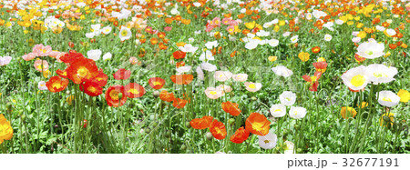 ポピーの花畑 32677191