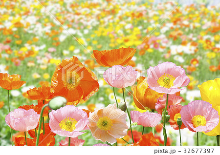 ポピーの花畑 ポピーの花畑 32677397