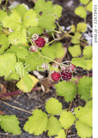ナワシロイチゴ 32678403