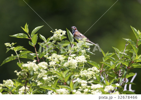 ホオアカ ホオアカ 32678466