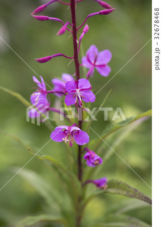 ヤナギラン ヤナギラン 32678468