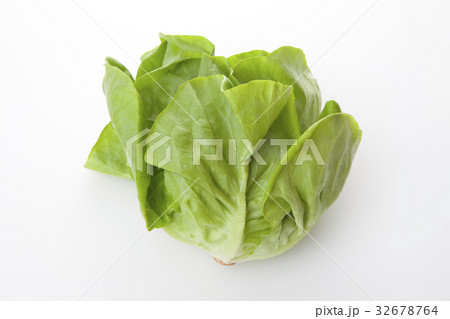 サラダ菜 32678764
