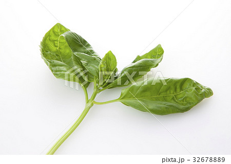 バジル 32678889