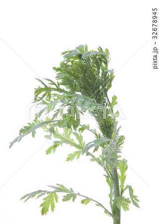 春菊 32678945