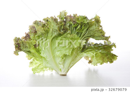 サニーレタス サニーレタス 32679079