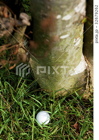 茂みの中のゴルフボール 32679262