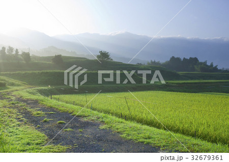 朝方の米畑 朝方の米畑 32679361
