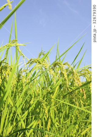 稲 32679390