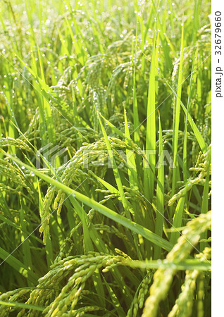 稲 32679660