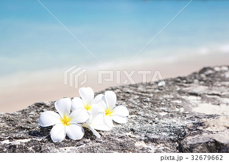 ブルメリア 32679662