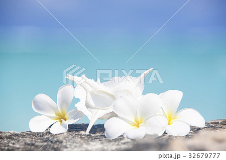 ブルメリアと貝殻 ブルメリアと貝殻 32679777