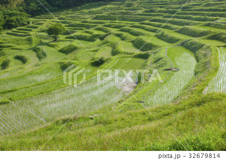 大山千枚田 32679814
