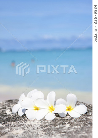 ブルメリア 32679884