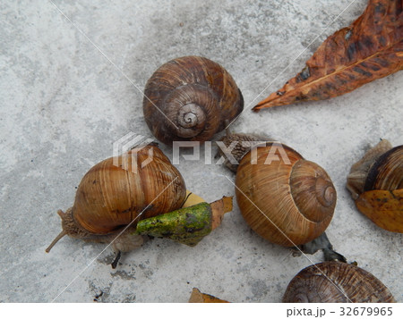 Snail crawling the green grass in garden 32679965