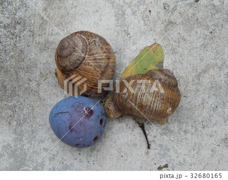 Snail crawling the green grass in garden 32680165