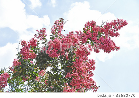 サルスベリ(百日紅) サルスベリ(百日紅) 32680770