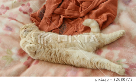 大の字の猫の写真素材 [32680775] - PIXTA