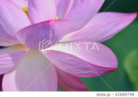 ハスの花 ハスの花 32680796