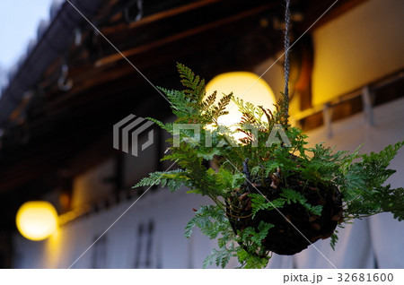 電灯越しのつりしのぶ　日本の夏の夕暮れ　b 寄り 32681600