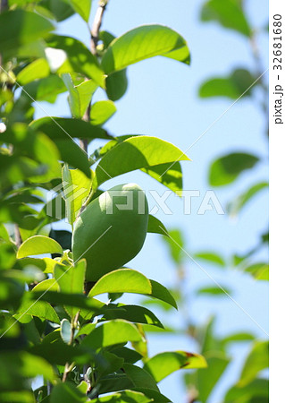 自然 植物 カリン、開花から三か月。快晴の夏空の下、若い実が大きく育っています 自然 植物 カリン、開花から三か月。快晴の夏空の下、若い実が大きく育っています 32681680