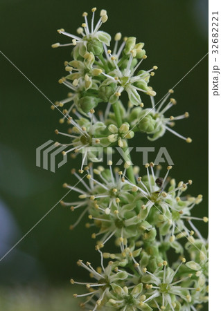 自然　植物　ニワウルシ、別名『神樹』。雌雄異株の落葉樹で初夏に薄緑色の花を咲かせます 32682221
