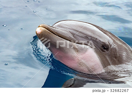 dolphing smiling eye close up portrait dolphing smiling eye close up portrait 32682267