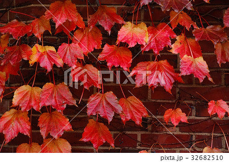 紅葉したツタ 紅葉したツタ 32682510